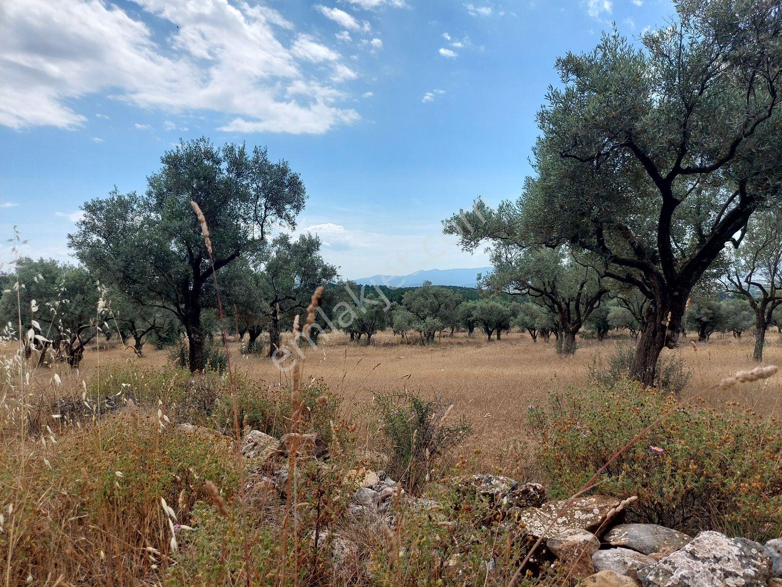 İzmir Torbalı Arslanlar Köyü 9300 M² Satılık Zeytinlik - Görsel 4