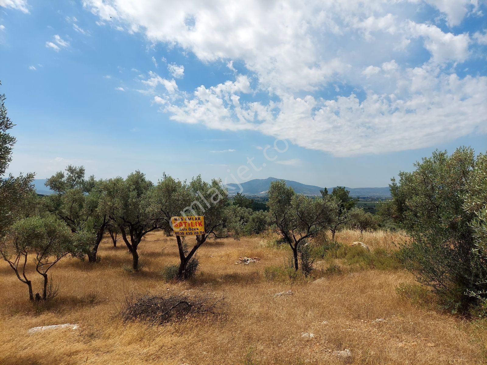 İzmir Torbalı Arslanlar Köyü 9300 M² Satılık Zeytinlik