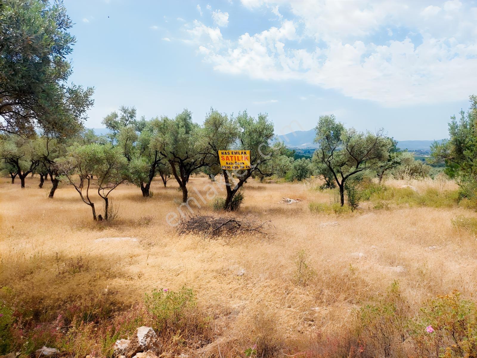 İzmir Torbalı Arslanlar Köyü 9300 M² Satılık Zeytinlik - Görsel 5