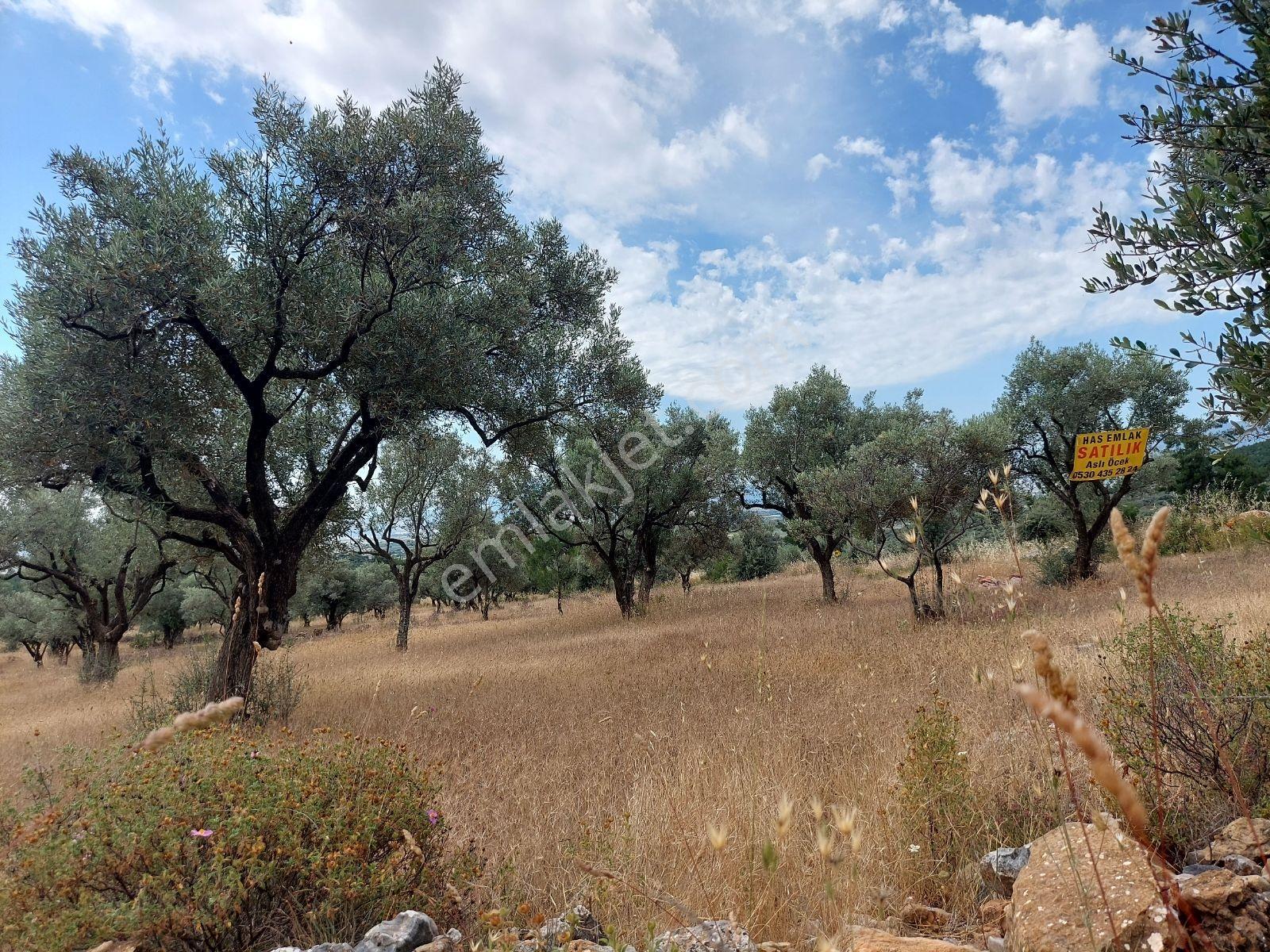 İzmir Torbalı Arslanlar Köyü 9300 M² Satılık Zeytinlik - Görsel 13
