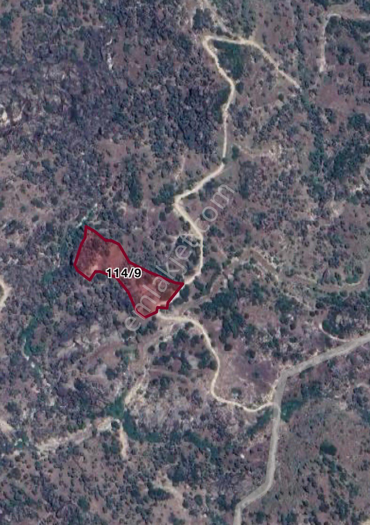 Aydın Koçarlıda Zeytinlik Uzmanından Satılık Zeytinlik - Görsel 6