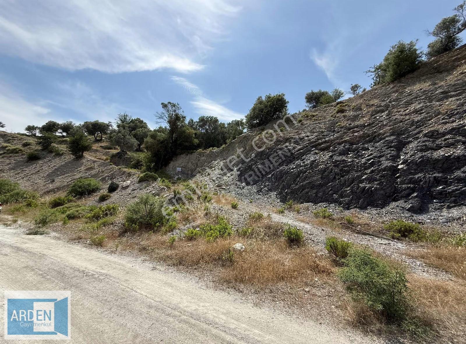S.hisar 'da Baraj Manzaralı 250mt Kadastral Yolu Olan Zeytinlik - Görsel 7
