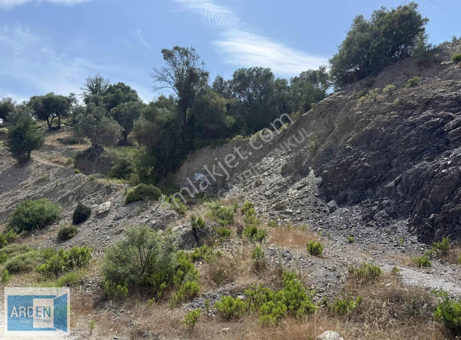 S.hisar 'da Baraj Manzaralı 250mt Kadastral Yolu Olan Zeytinlik - Görsel 9