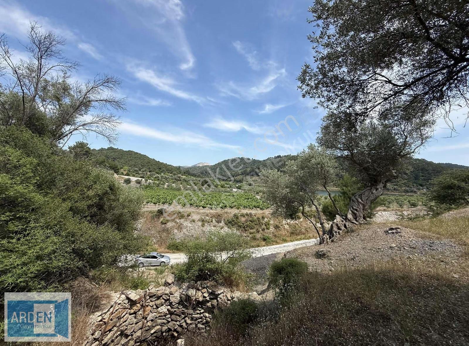 S.hisar 'da Baraj Manzaralı 250mt Kadastral Yolu Olan Zeytinlik