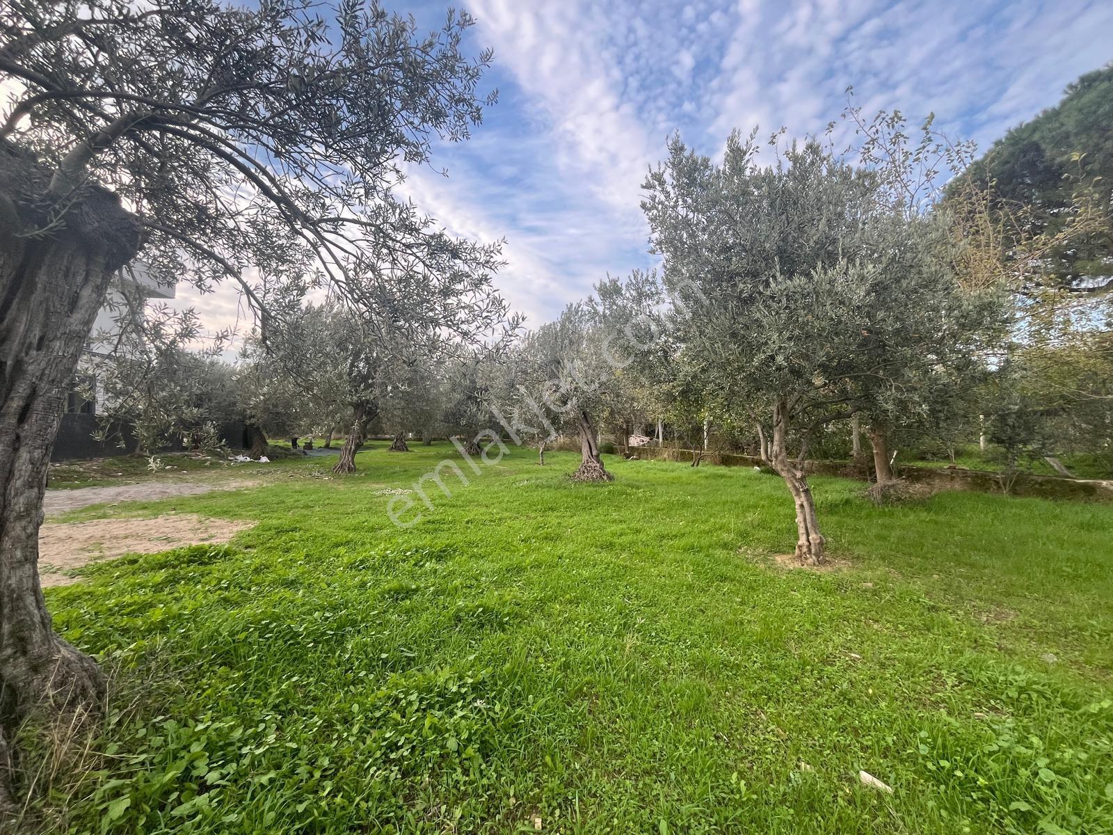 Kavuşturan Emlak'tan Akçay Zeytinli'de 408 M2 Satılık Arsa - Görsel 35