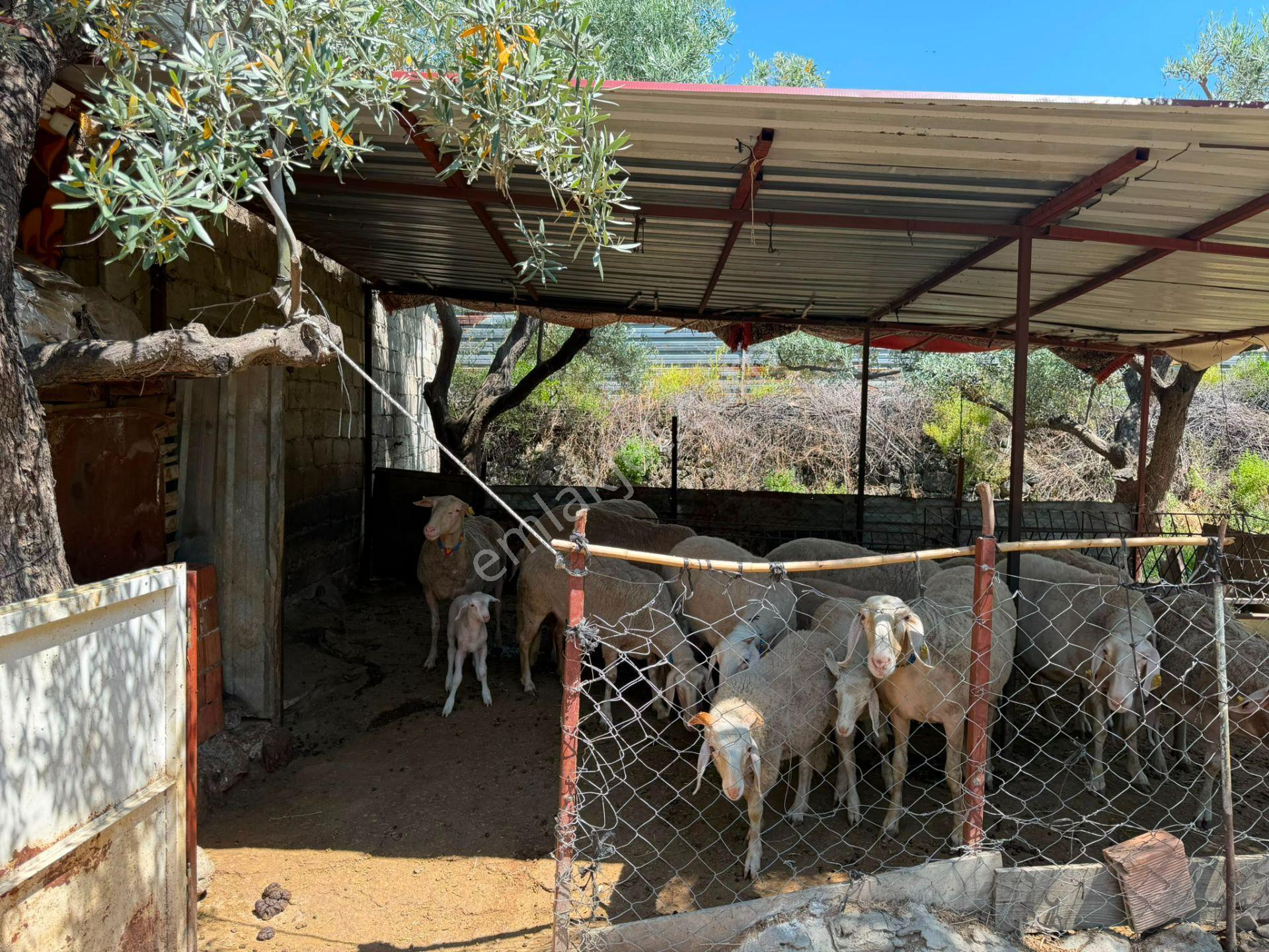 Horsunlu Mahallesinde Satılık Bahçeli Müstakil Ev - Görsel 25