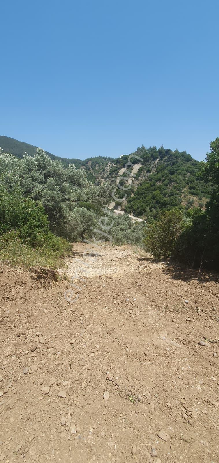 Söke Yenikent'te 52 Dönüm Kaynak Sulu Verimli Zeytinlik - Görsel 4
