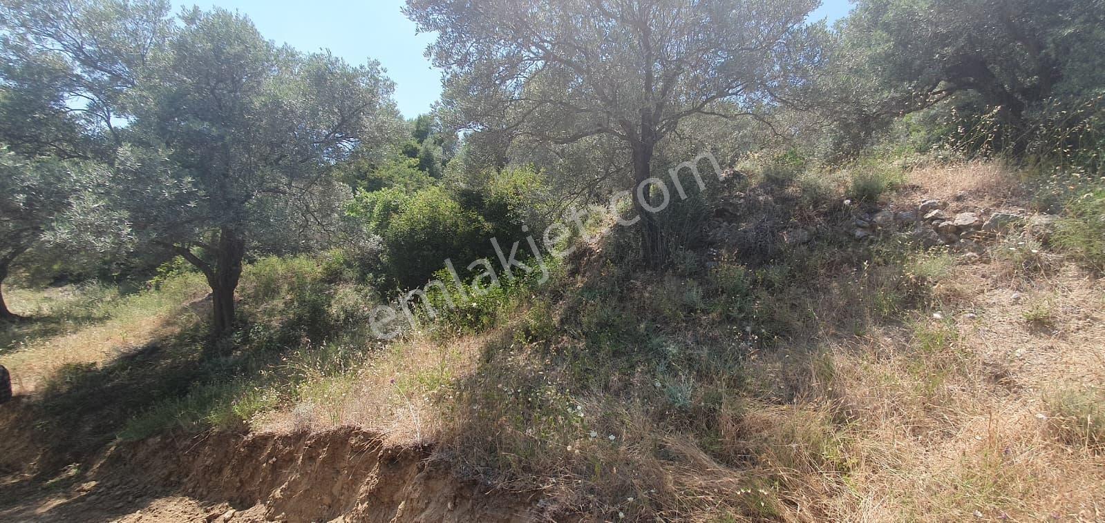 Söke Yenikent'te 52 Dönüm Kaynak Sulu Verimli Zeytinlik - Görsel 33