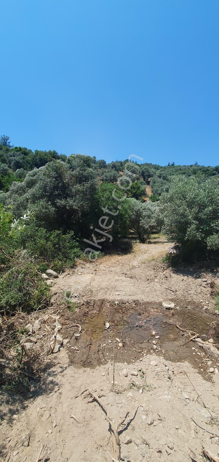 Söke Yenikent'te 52 Dönüm Kaynak Sulu Verimli Zeytinlik - Görsel 29