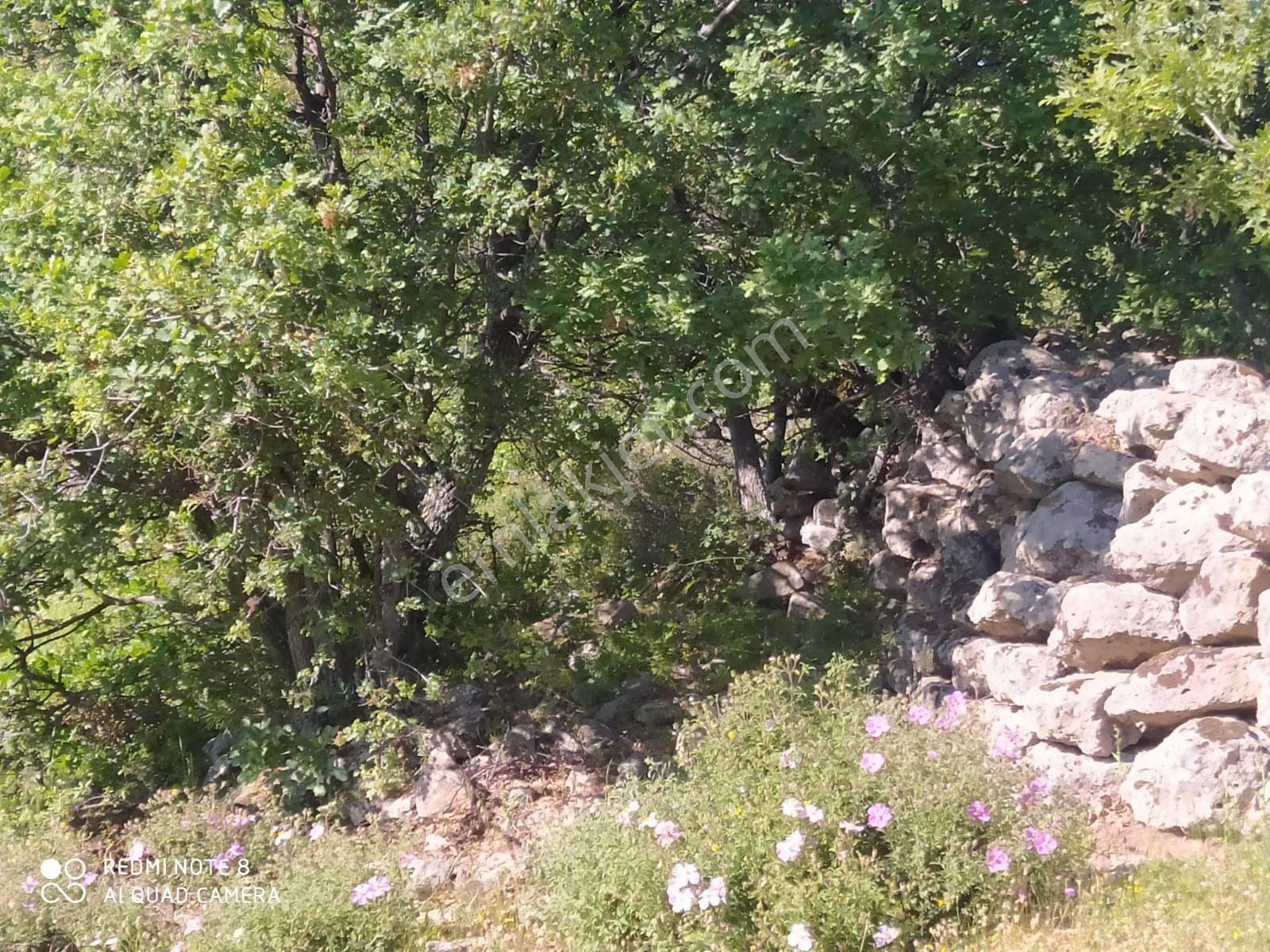 Burhaniye Çallı Köyü’nde, Edremit Körfezi Manzaralı Satılık Tarla - Görsel 5