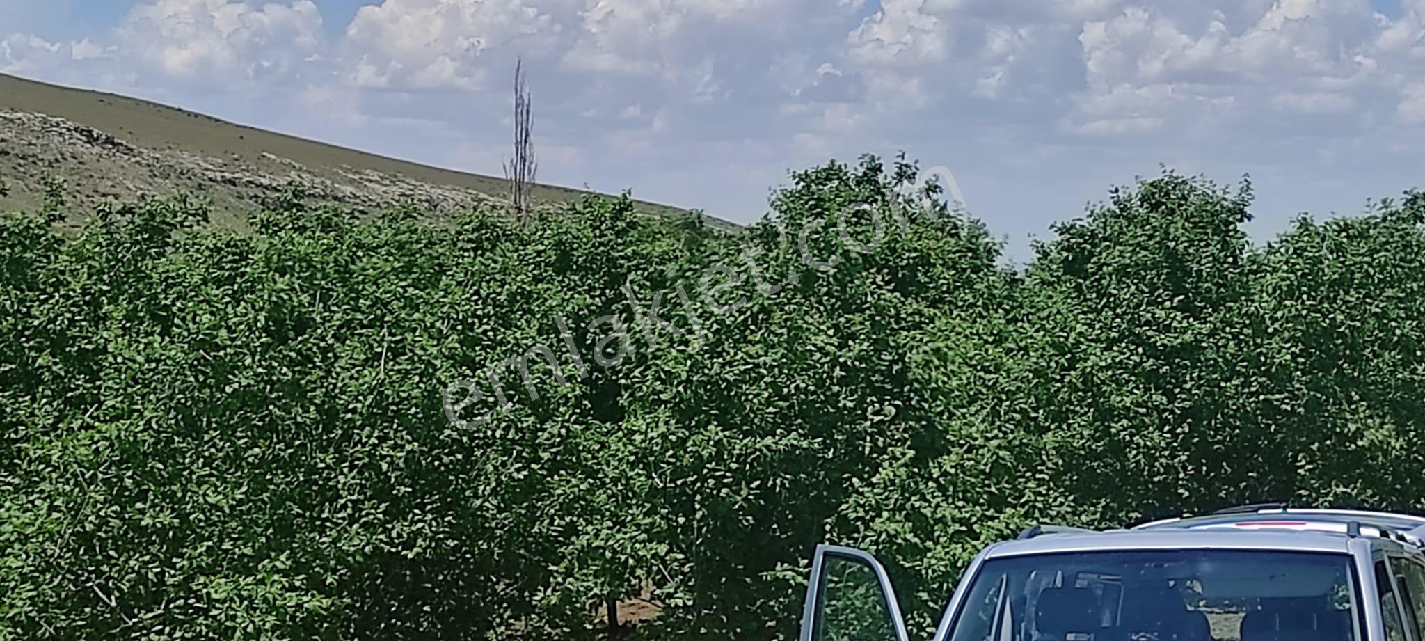 Bütün Bakımları Yapılmış Fısat Ürünü Harika Bir Bahçe Niğde/bor/kemerhisar/gökbez Köyü - Görsel 27