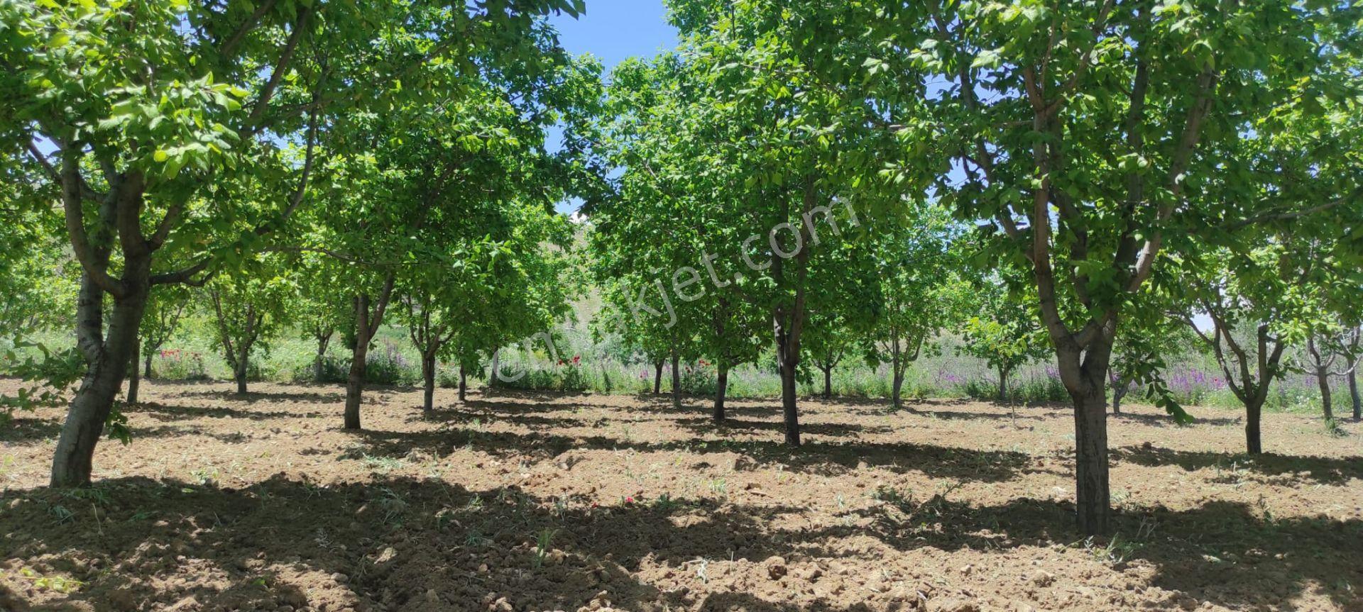 Bütün Bakımları Yapılmış Fısat Ürünü Harika Bir Bahçe Niğde/bor/kemerhisar/gökbez Köyü - Görsel 23