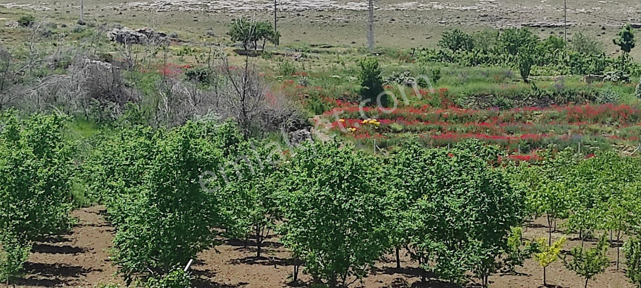 Bütün Bakımları Yapılmış Fısat Ürünü Harika Bir Bahçe Niğde/bor/kemerhisar/gökbez Köyü - Görsel 28