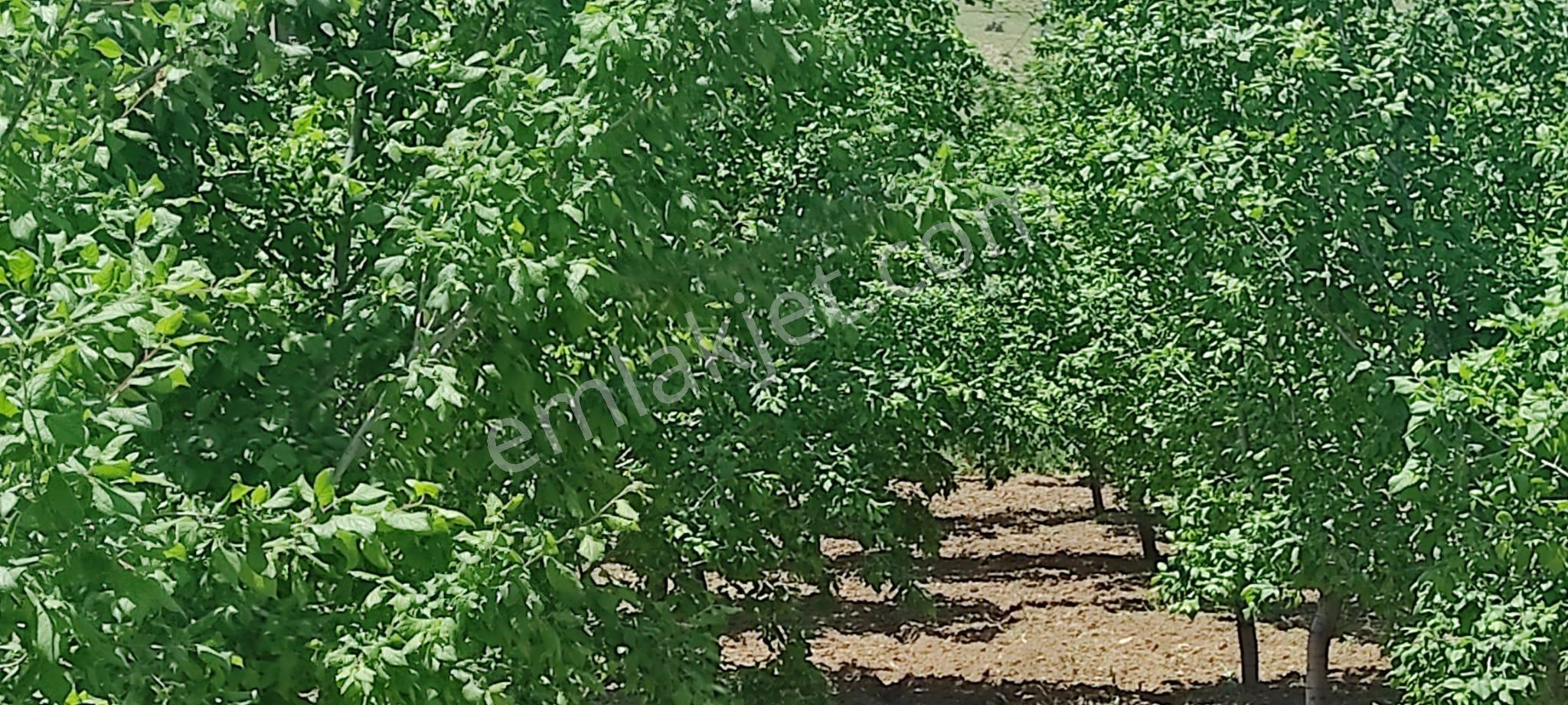 Bütün Bakımları Yapılmış Fısat Ürünü Harika Bir Bahçe Niğde/bor/kemerhisar/gökbez Köyü - Görsel 26