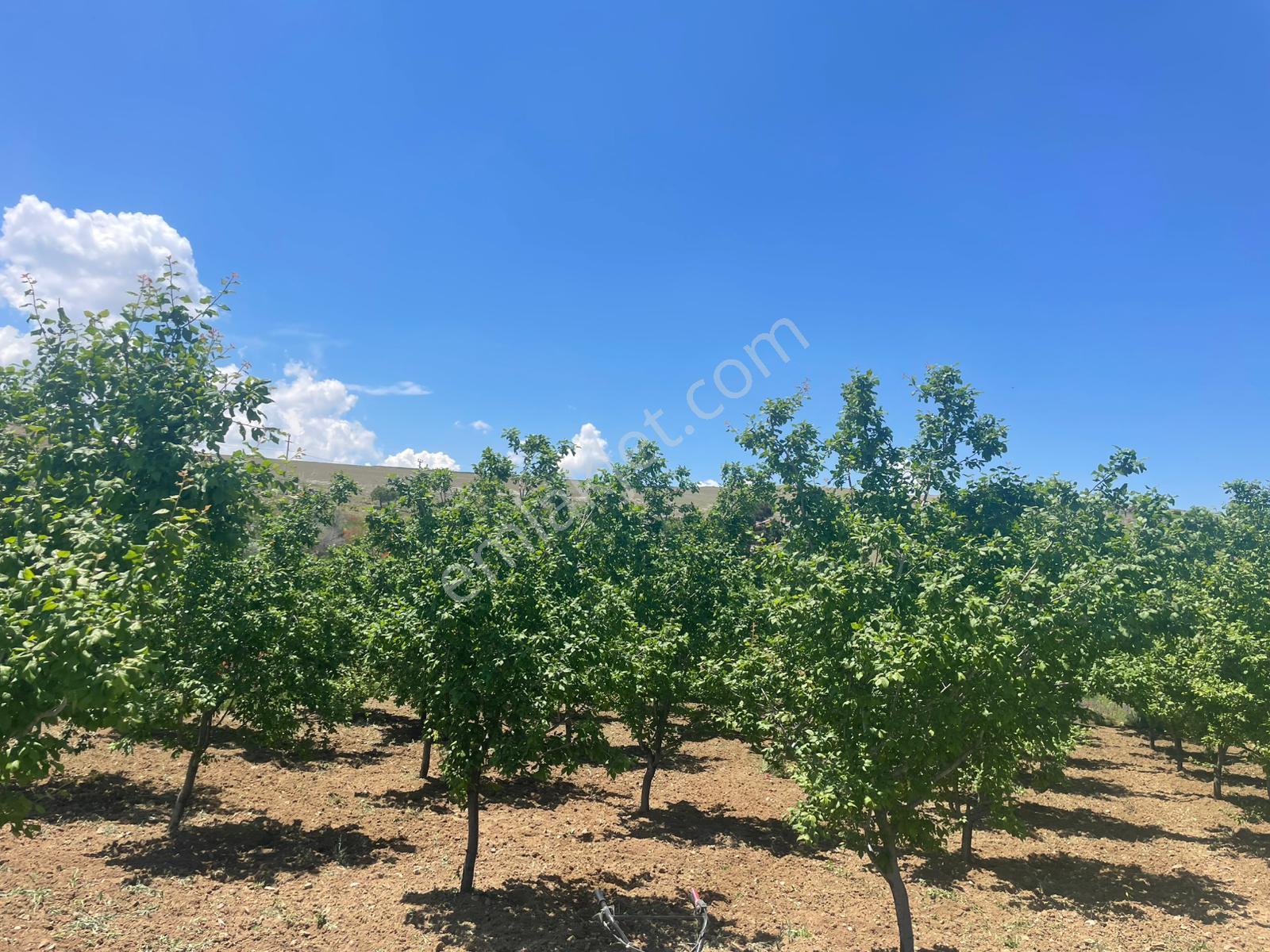 Bütün Bakımları Yapılmış Fısat Ürünü Harika Bir Bahçe Niğde/bor/kemerhisar/gökbez Köyü - Görsel 9