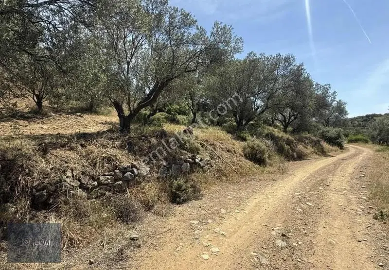 Havran Deliörende Satılık 5.300 M2 Satılık Zeytinlik