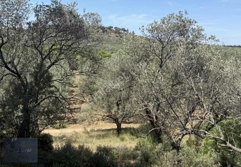 Havran Deliörende Satılık 5.300 M2 Satılık Zeytinlik - Görsel 2