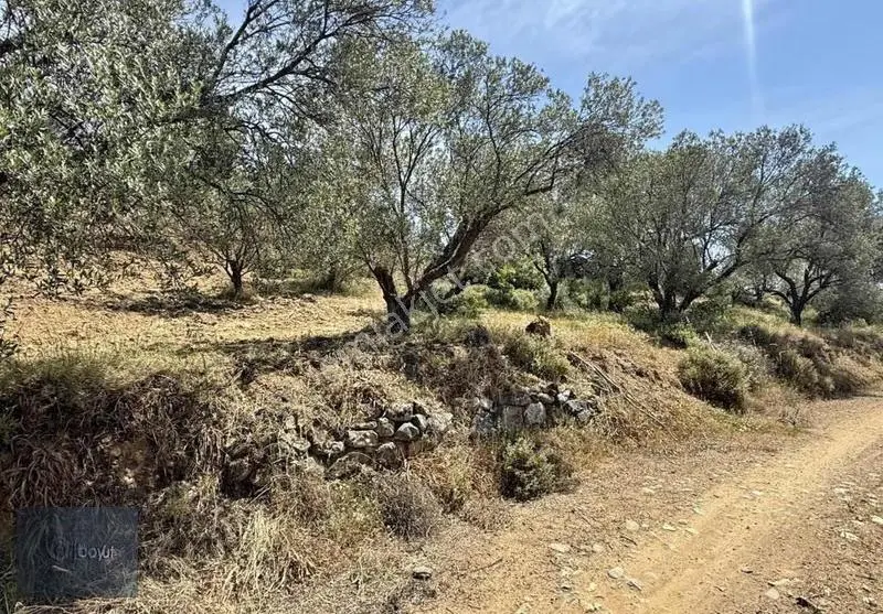 Havran Deliörende Satılık 5.300 M2 Satılık Zeytinlik - Görsel 4