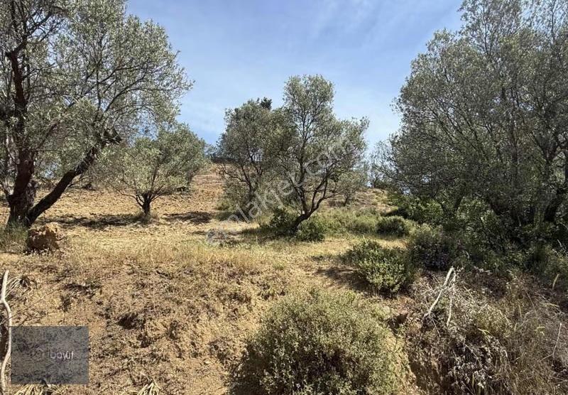 Havran Deliörende Satılık 5.300 M2 Satılık Zeytinlik - Görsel 5