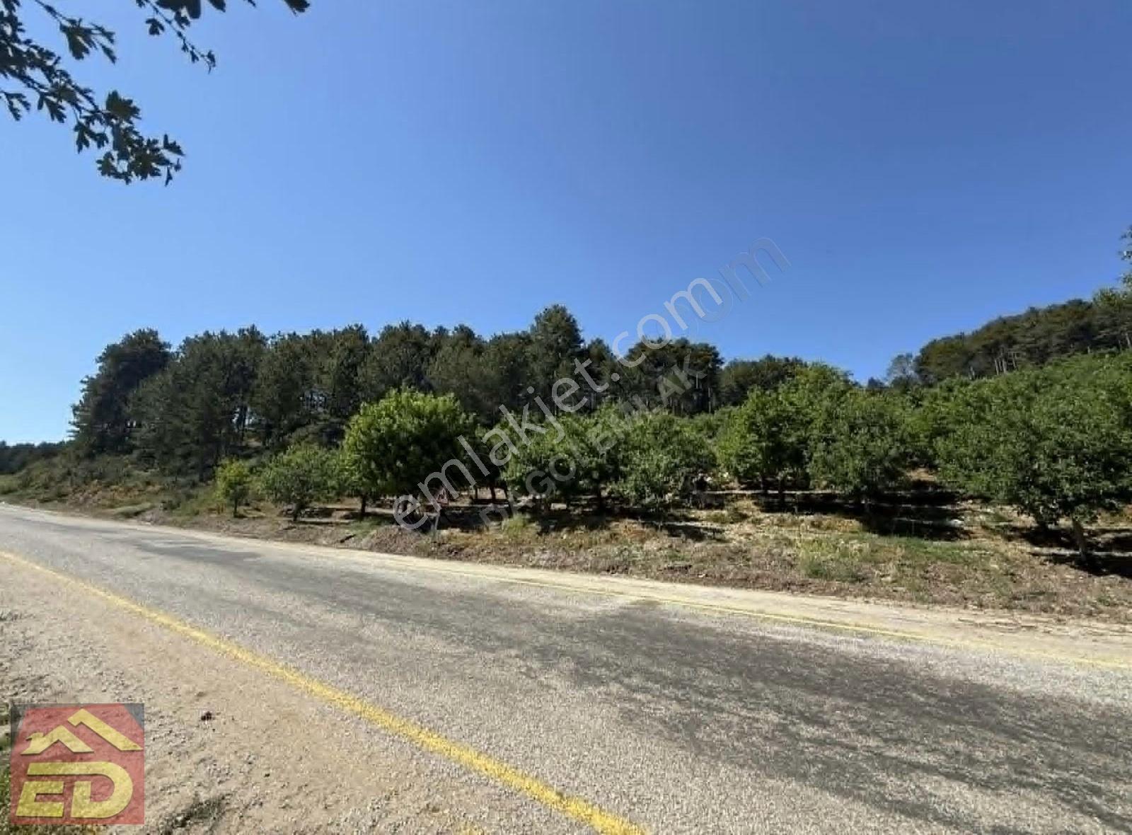 Dağcı Emlak Kovanoluk Yaylasında 21555 M2 Yetişkin Elma Bahçesi - Görsel 7