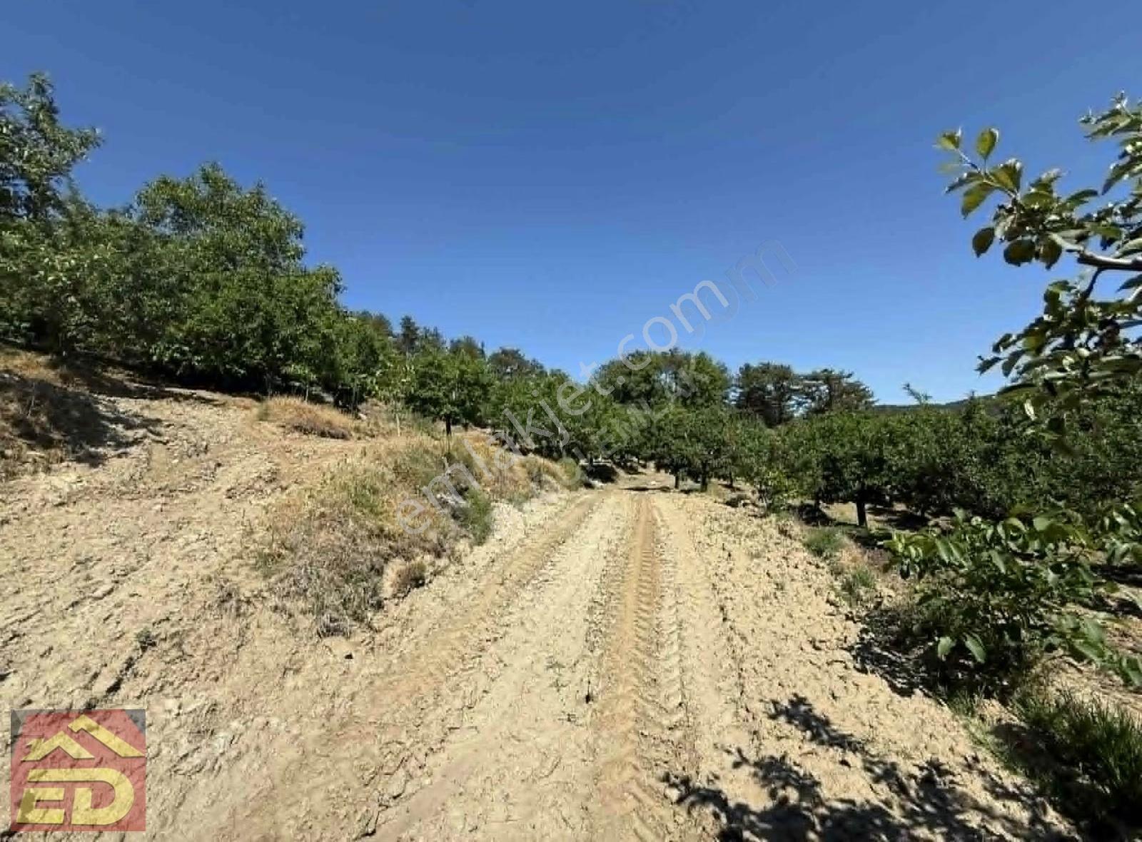Dağcı Emlak Kovanoluk Yaylasında 21555 M2 Yetişkin Elma Bahçesi - Görsel 26