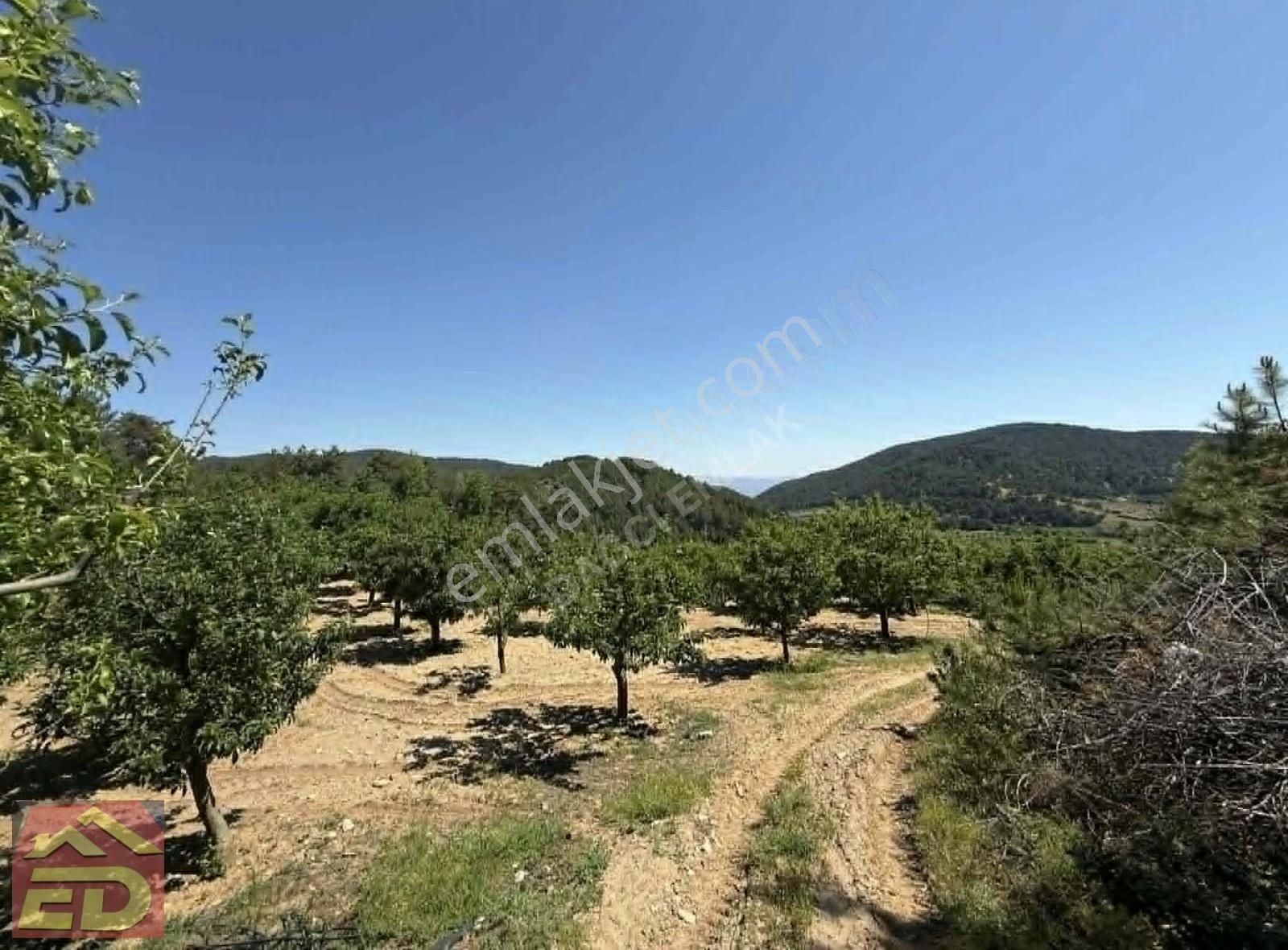 Dağcı Emlak Kovanoluk Yaylasında 21555 M2 Yetişkin Elma Bahçesi - Görsel 11