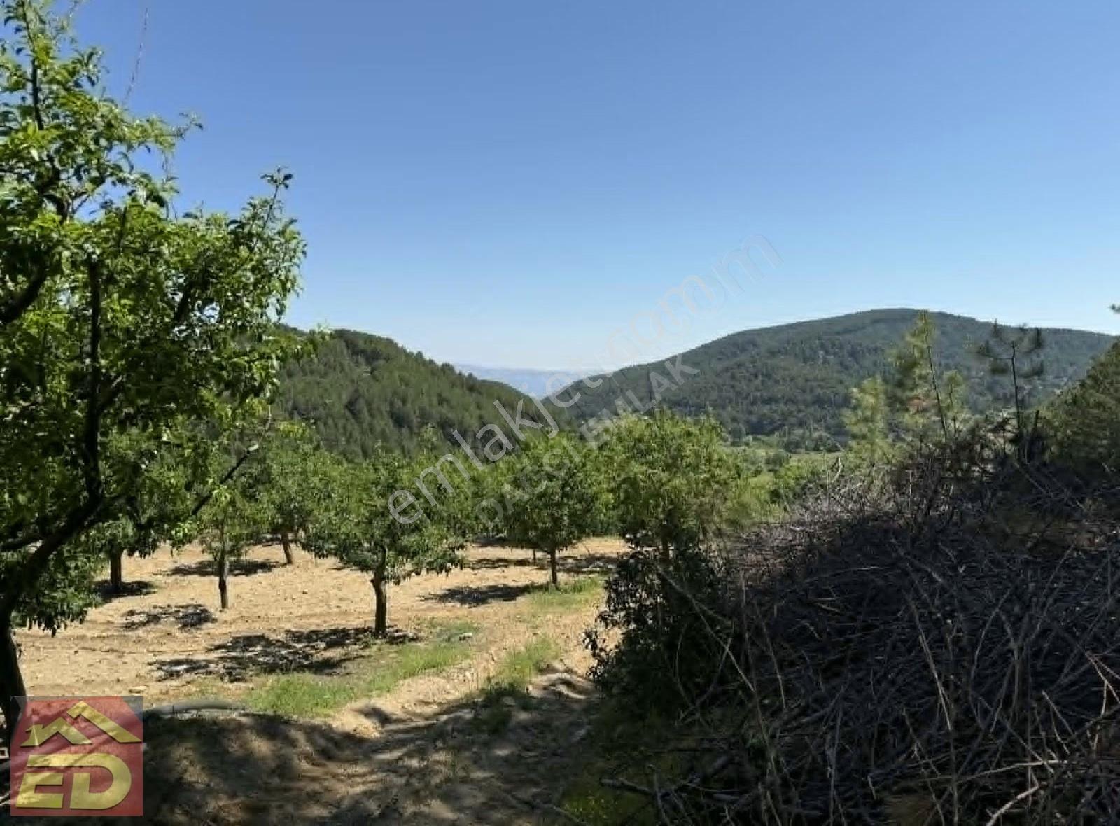 Dağcı Emlak Kovanoluk Yaylasında 21555 M2 Yetişkin Elma Bahçesi - Görsel 15