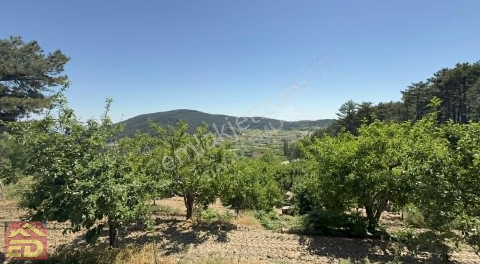 Dağcı Emlak Kovanoluk Yaylasında 21555 M2 Yetişkin Elma Bahçesi - Görsel 2
