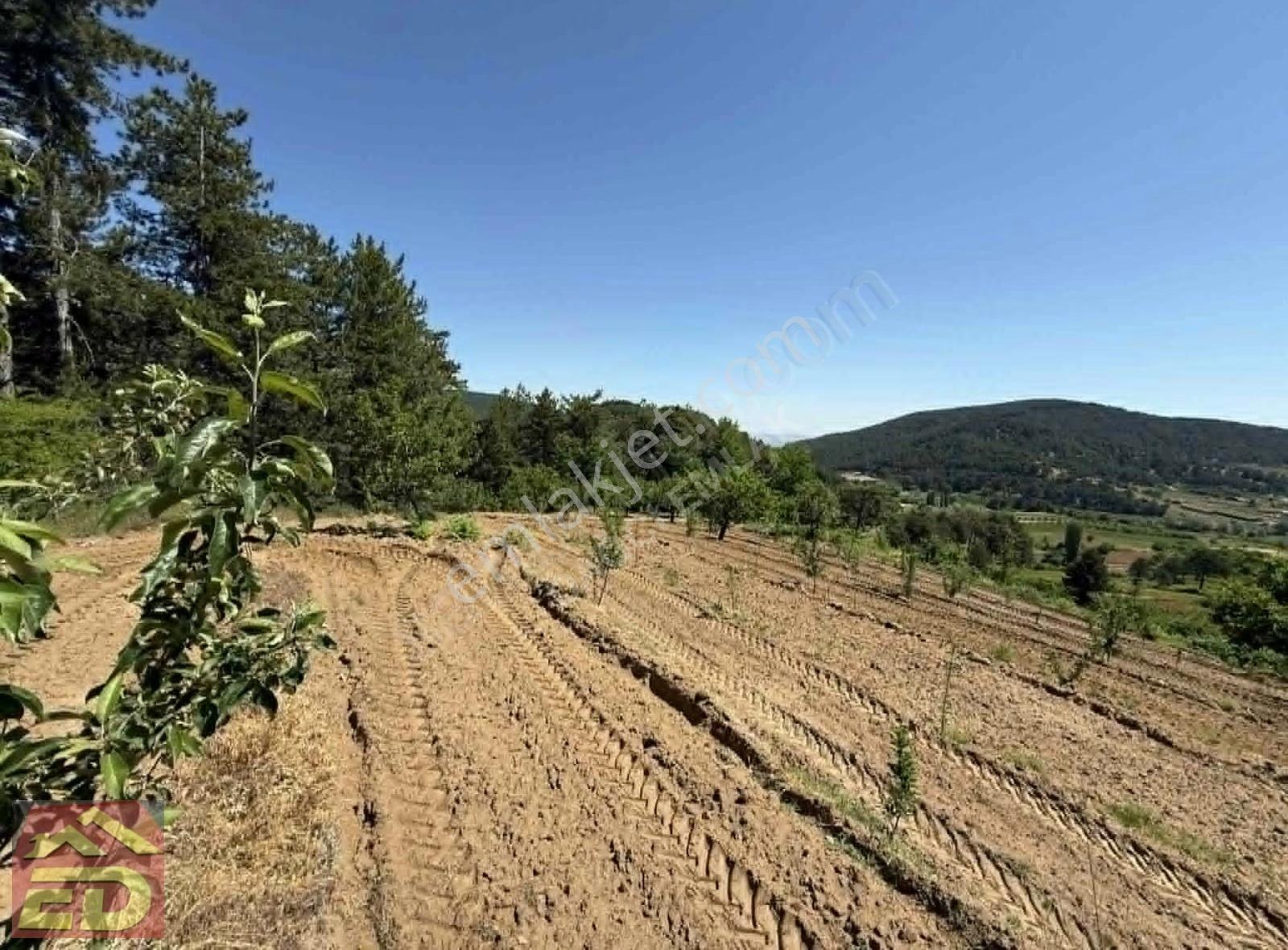 Dağcı Emlak Kovanoluk Yaylasında 21555 M2 Yetişkin Elma Bahçesi - Görsel 6