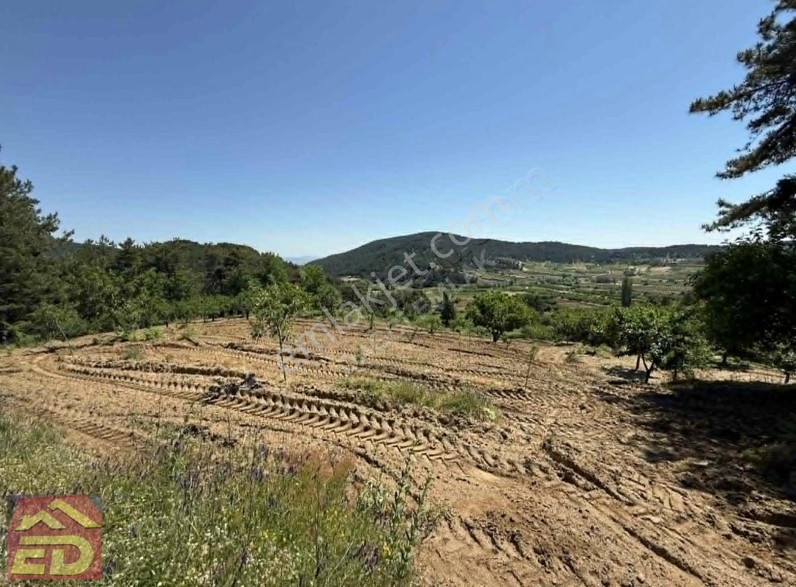 Dağcı Emlak Kovanoluk Yaylasında 21555 M2 Yetişkin Elma Bahçesi - Görsel 28