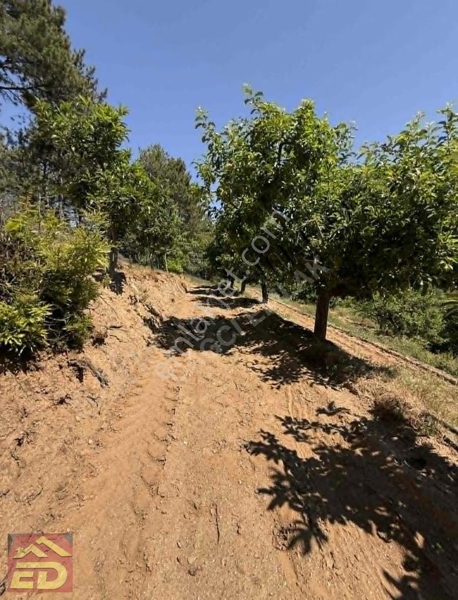 Dağcı Emlak Kovanoluk Yaylasında 21555 M2 Yetişkin Elma Bahçesi - Görsel 17