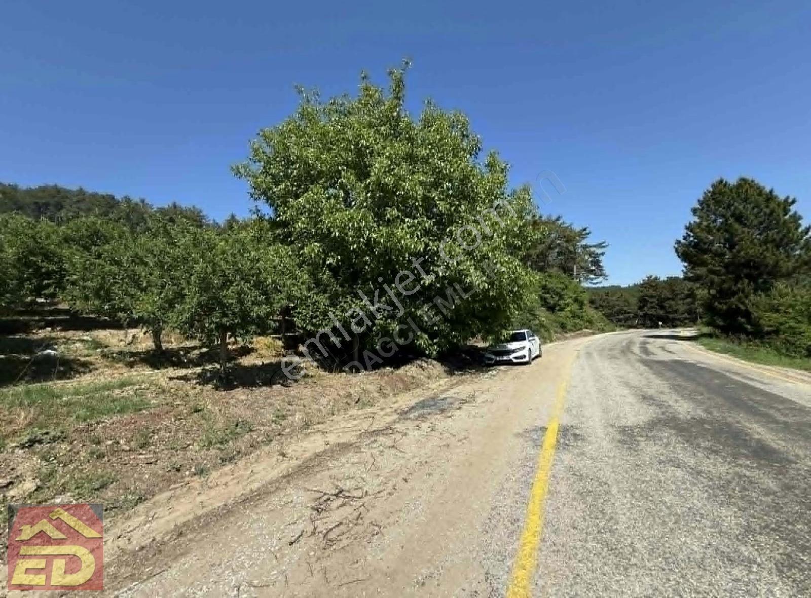 Dağcı Emlak Kovanoluk Yaylasında 21555 M2 Yetişkin Elma Bahçesi - Görsel 23