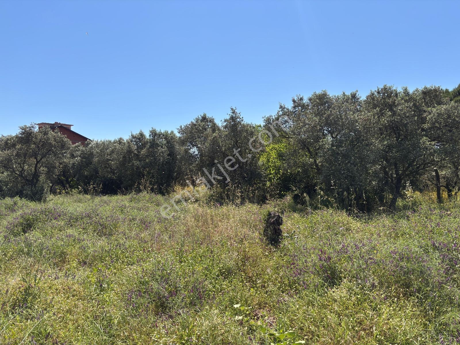 Erdek Zeytinli Kastri Mevkinde 602 M² Villa İmarlı Köşe Parsel - Görsel 11