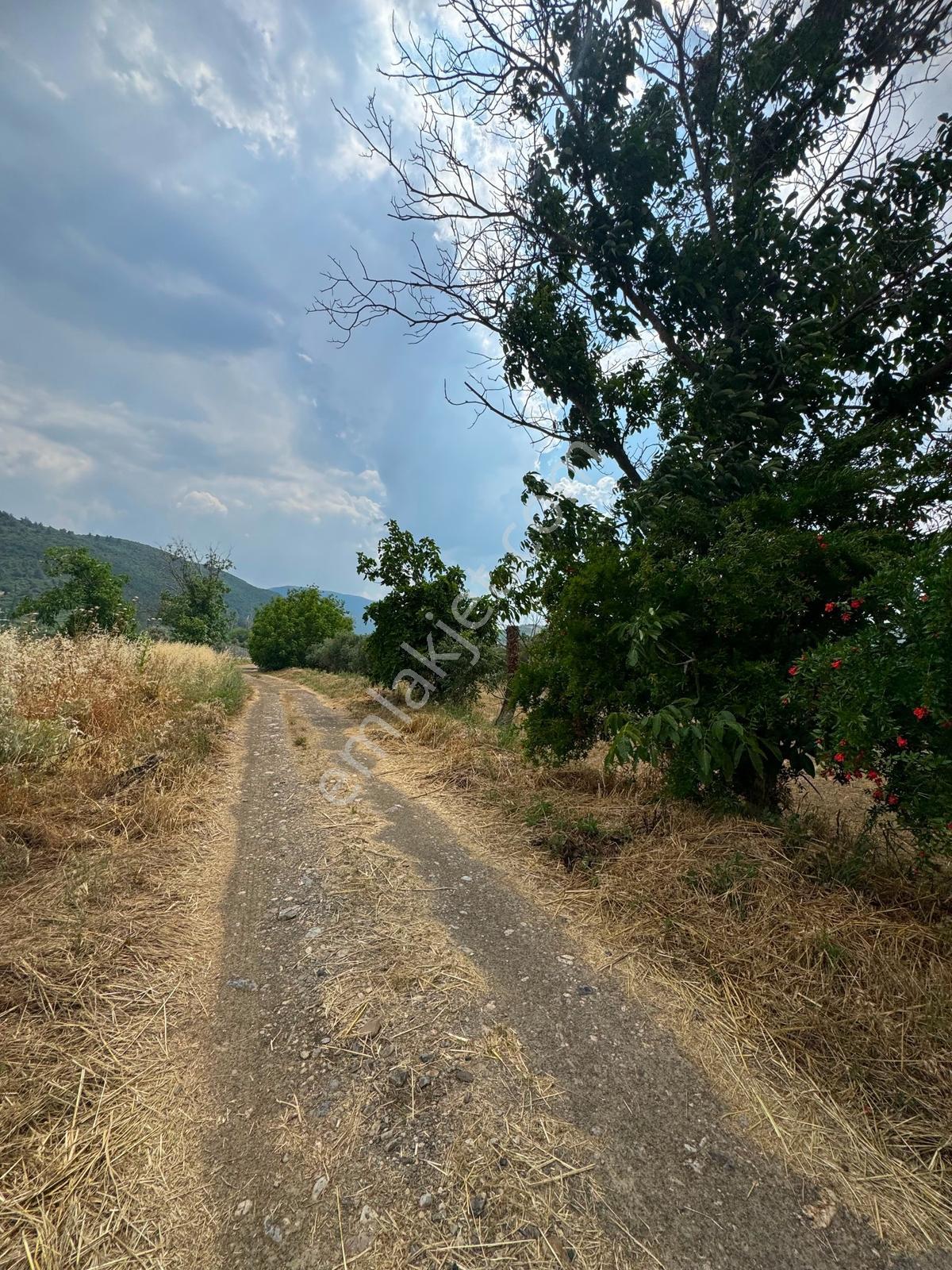 Bozüyük Ovasında Kadastrol Yolu Olan Satılık Tarla - Görsel 2