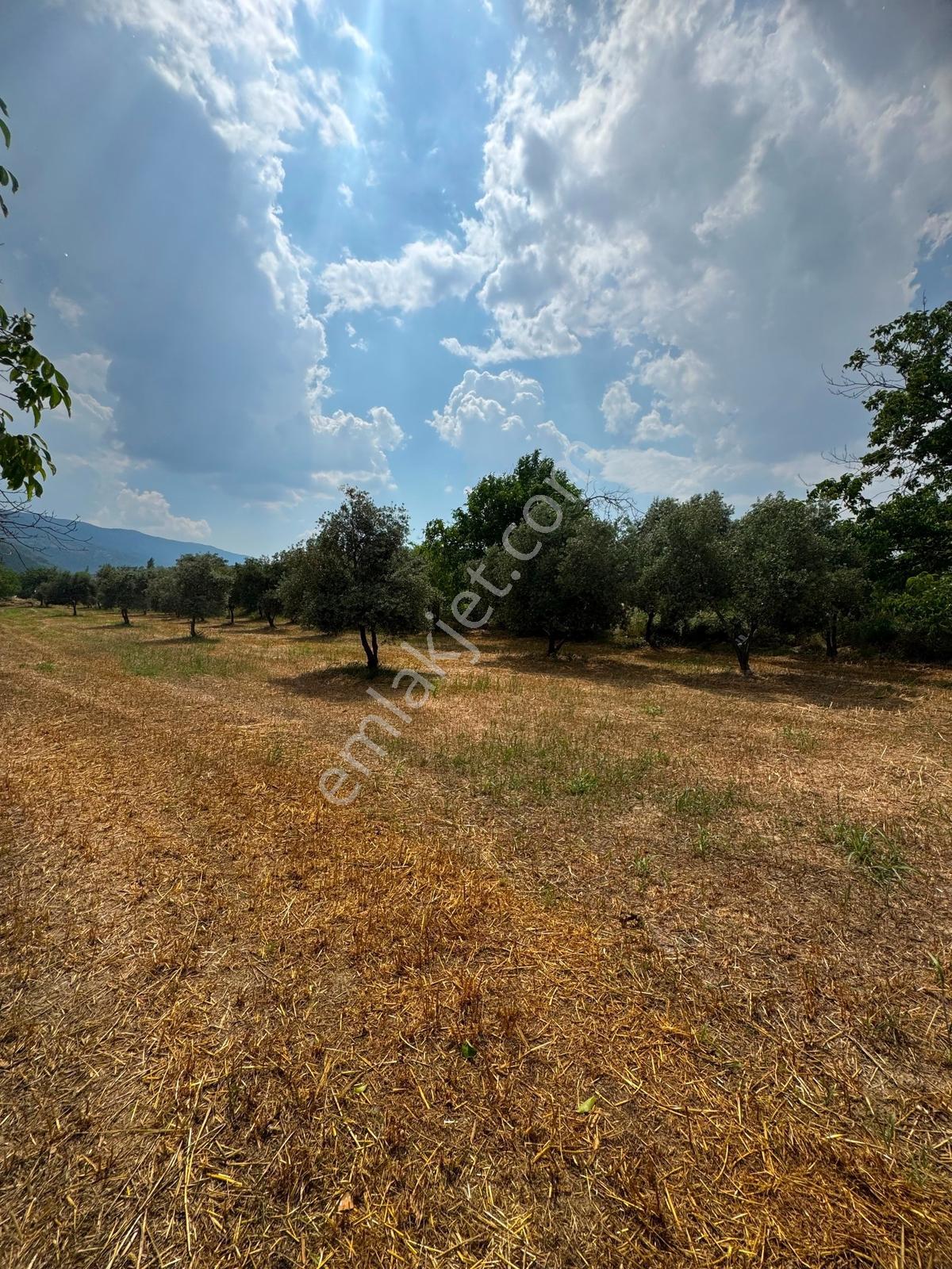 Bozüyük Ovasında Kadastrol Yolu Olan Satılık Tarla - Görsel 6
