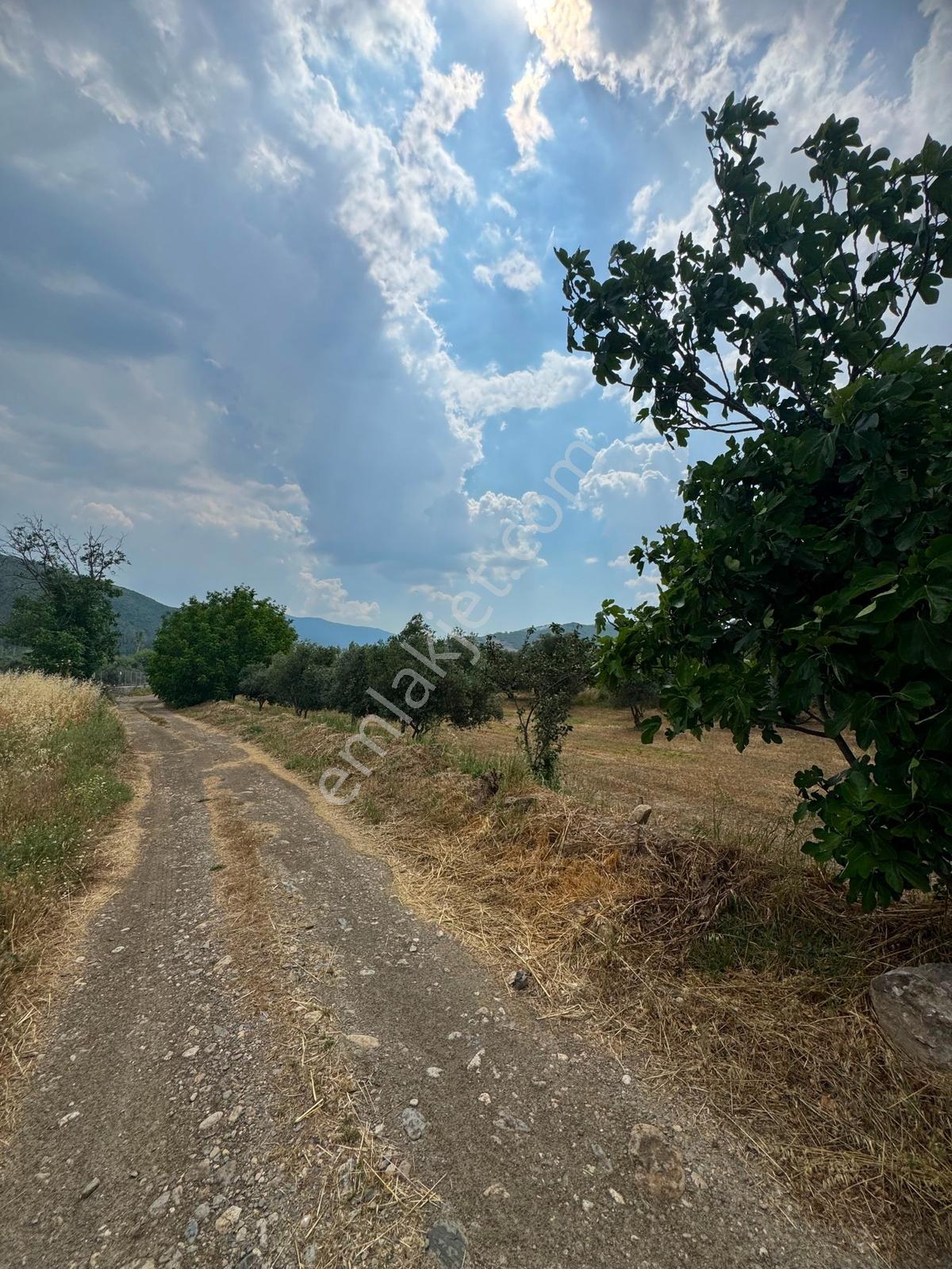 Bozüyük Ovasında Kadastrol Yolu Olan Satılık Tarla - Görsel 4