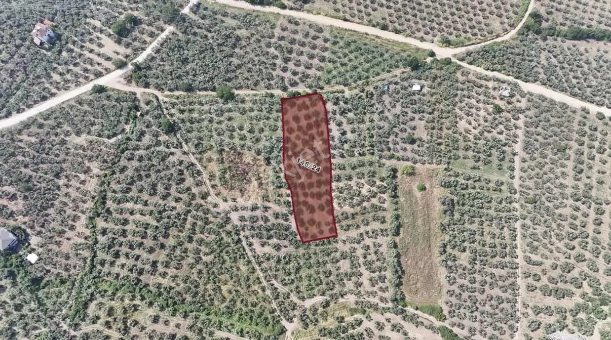 Gemlik Gençali'de Kadastral Yola Cephe Ana Yola Yakın Zeytinlik - Görsel 3