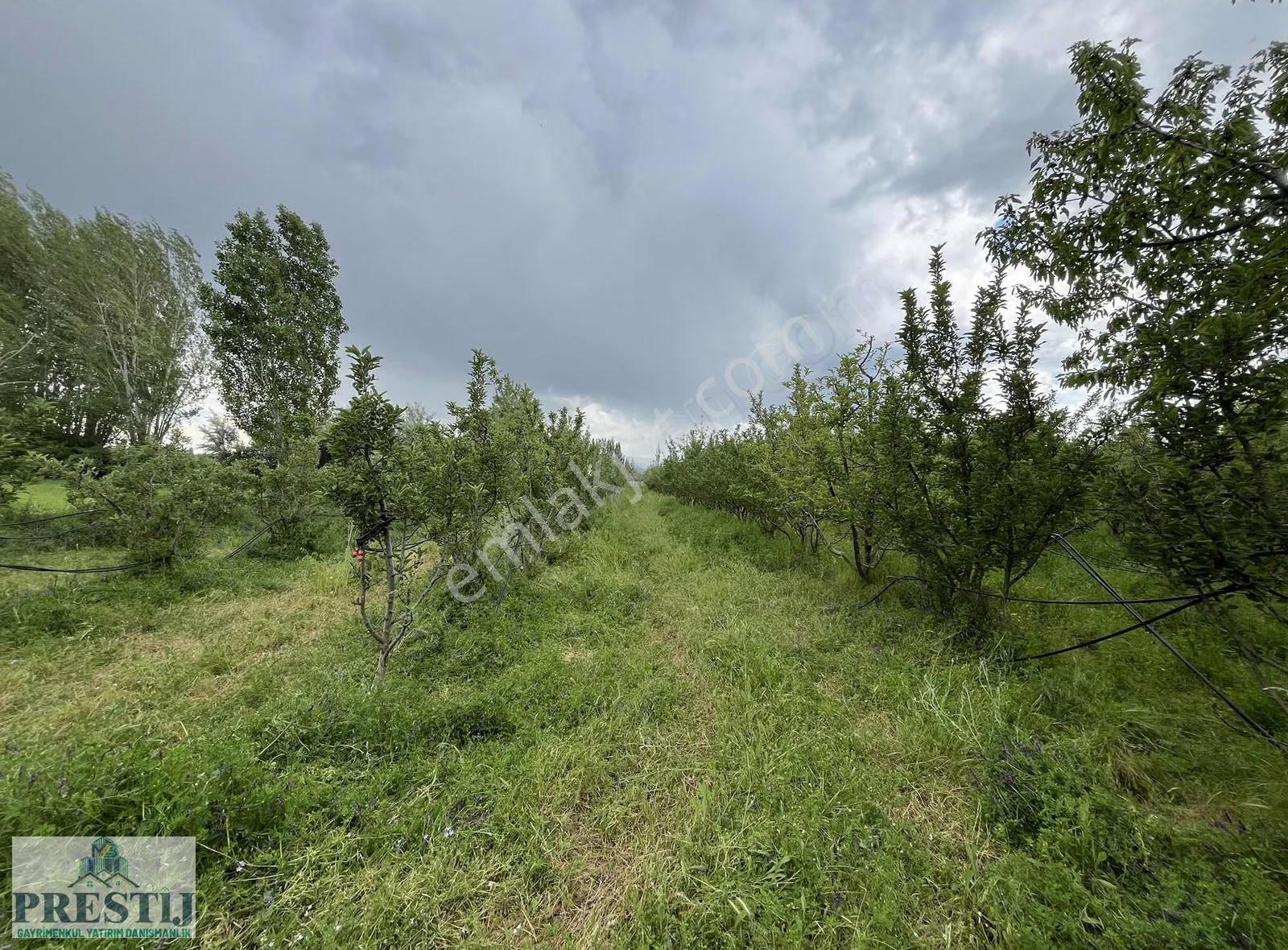 Salur Da Yolu Açık Müstakil Tapulu Meyve Bahçesi 6513m² - Görsel 12