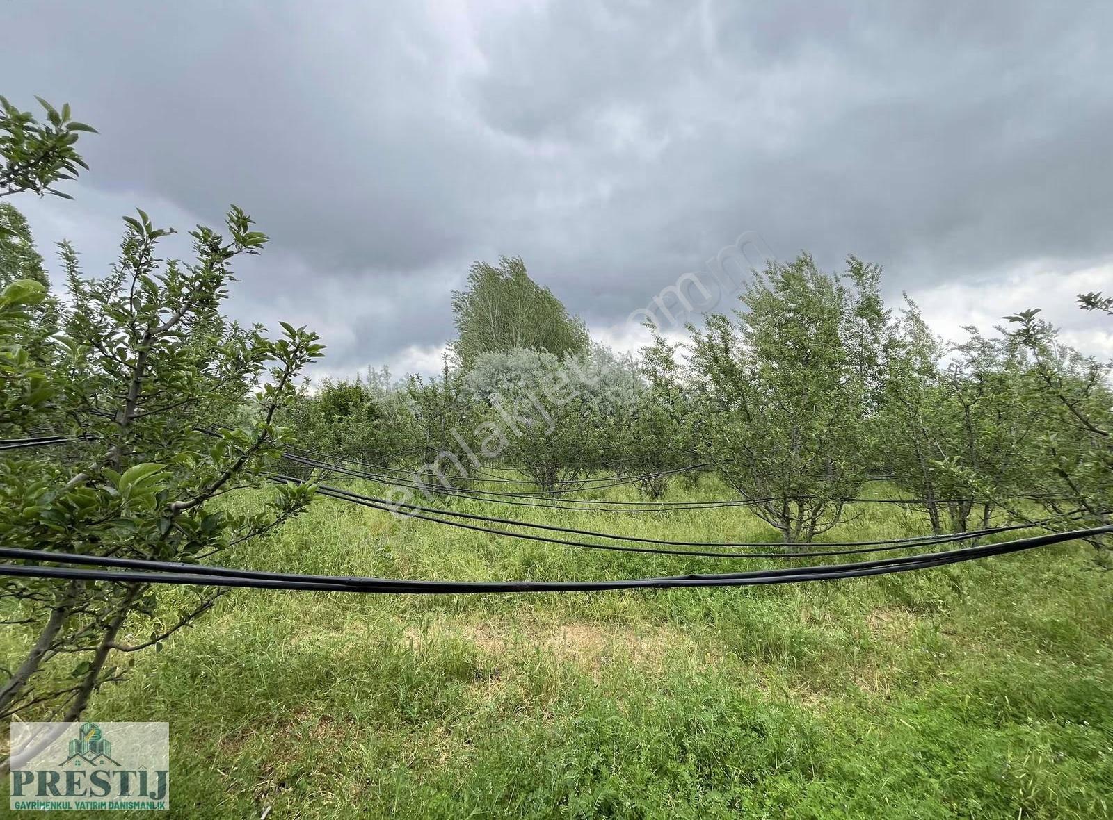 Salur Da Yolu Açık Müstakil Tapulu Meyve Bahçesi 6513m² - Görsel 8