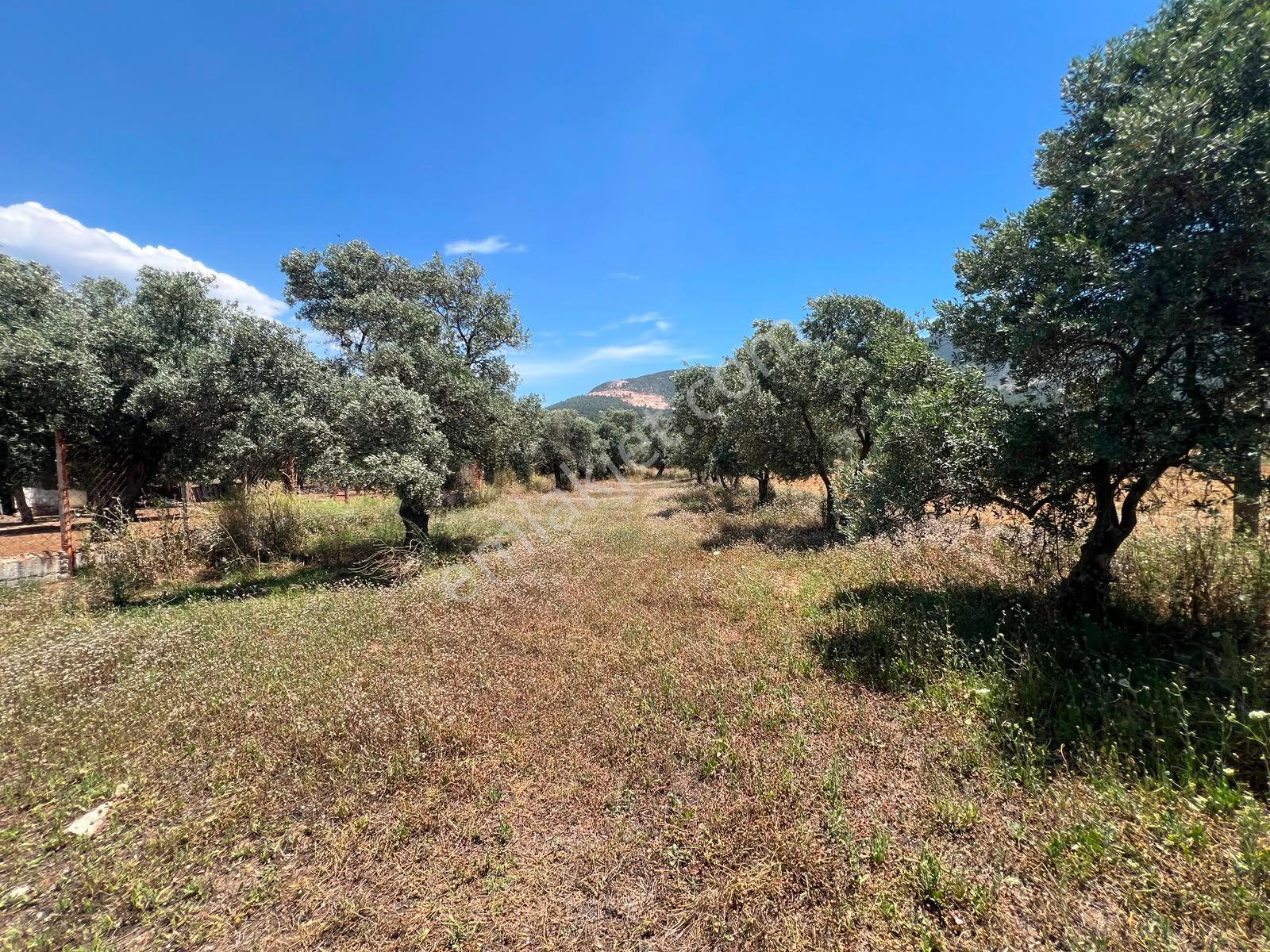 Menteş'te Emsalsiz Fiyata 2700m² İmarlı Arsa Al-kat Karşılığına Ver - Görsel 9