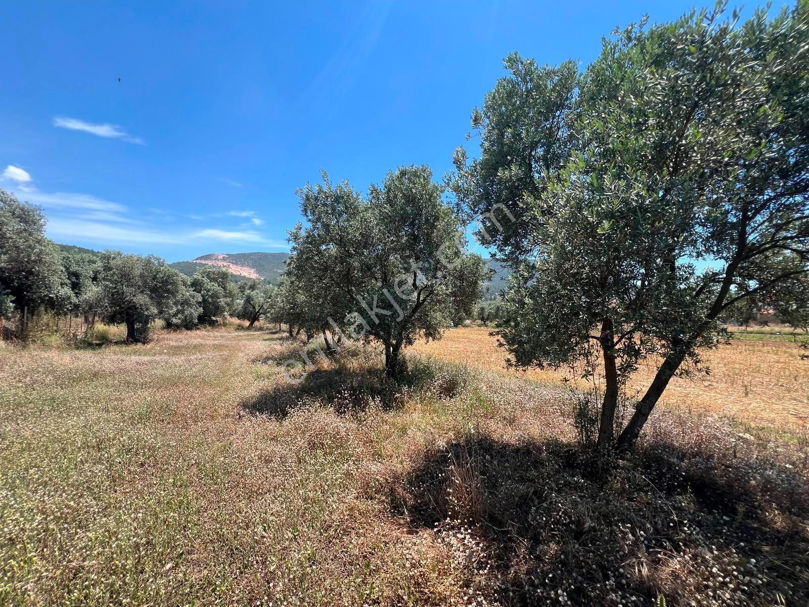 Menteş'te Emsalsiz Fiyata 2700m² İmarlı Arsa Al-kat Karşılığına Ver - Görsel 10
