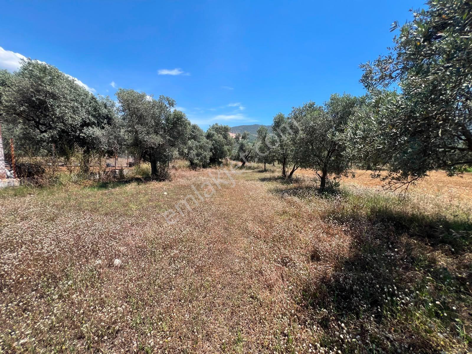Menteş'te Emsalsiz Fiyata 2700m² İmarlı Arsa Al-kat Karşılığına Ver - Görsel 8