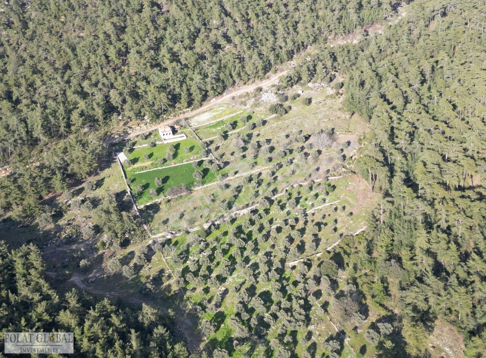 Muğla Milas Kayadere'de Yatırımlık Kupon Zeytinlik - Görsel 8