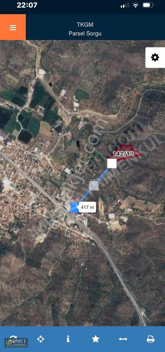 Milasta 15 Dönüm Zeytinlik - Görsel 3