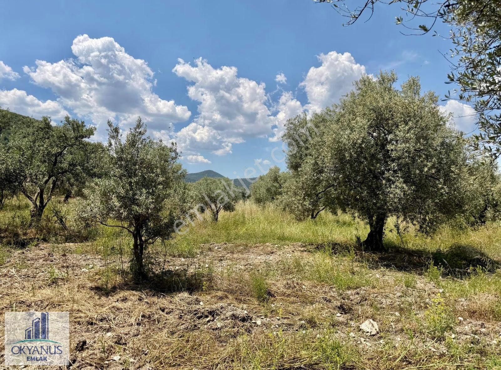 Sabancılar Da 5.550 M2 Zeytinlik, Yolu Var, 85 Adet Ağaç Var - Görsel 12