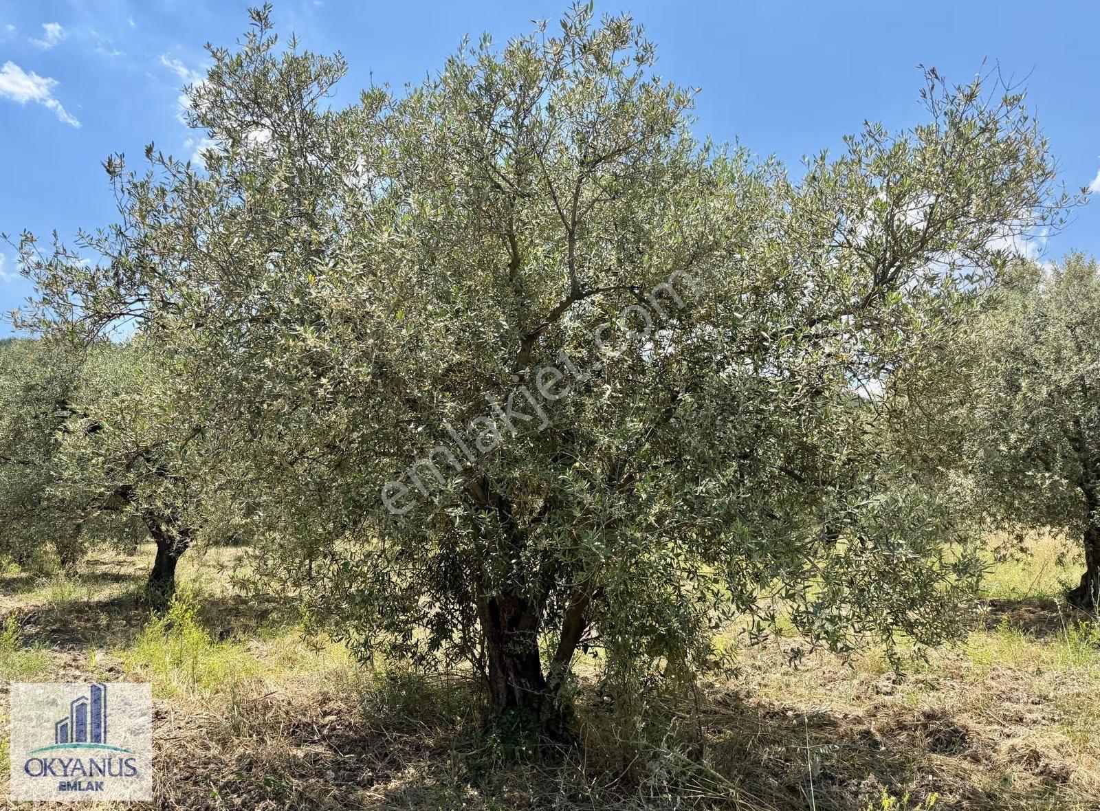 Sabancılar Da 5.550 M2 Zeytinlik, Yolu Var, 85 Adet Ağaç Var - Görsel 15