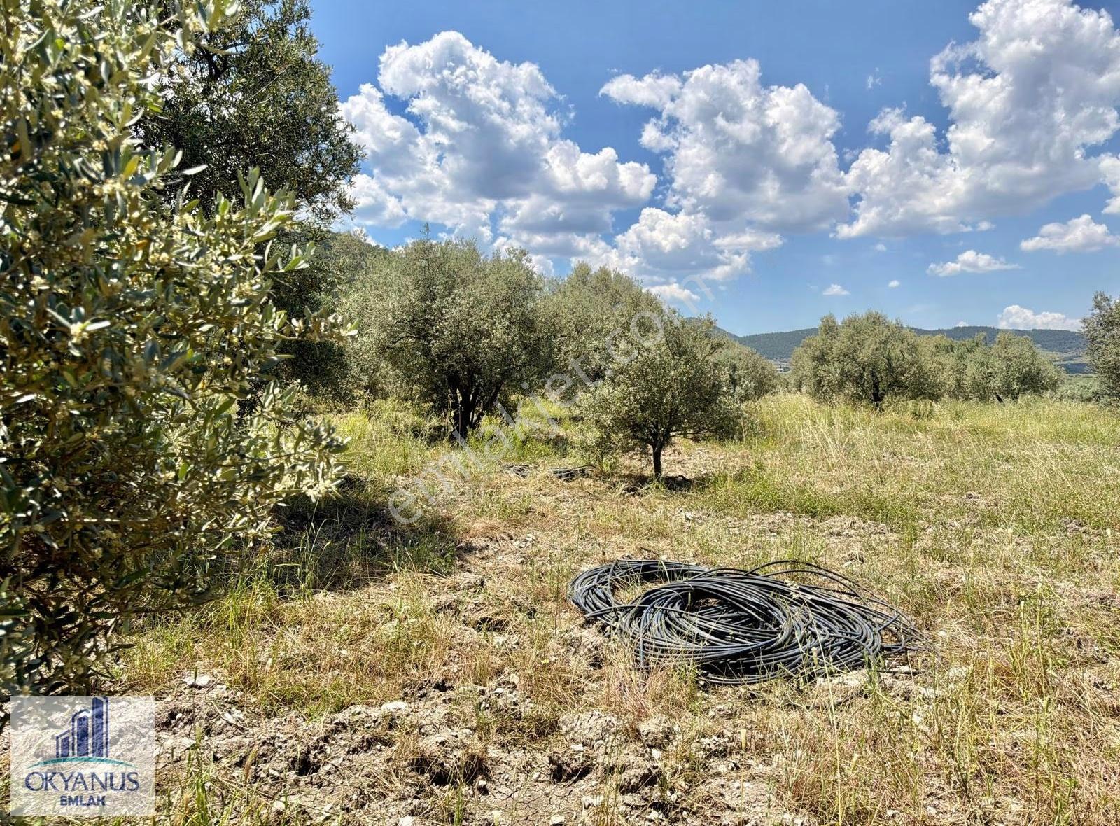 Sabancılar Da 5.550 M2 Zeytinlik, Yolu Var, 85 Adet Ağaç Var - Görsel 3