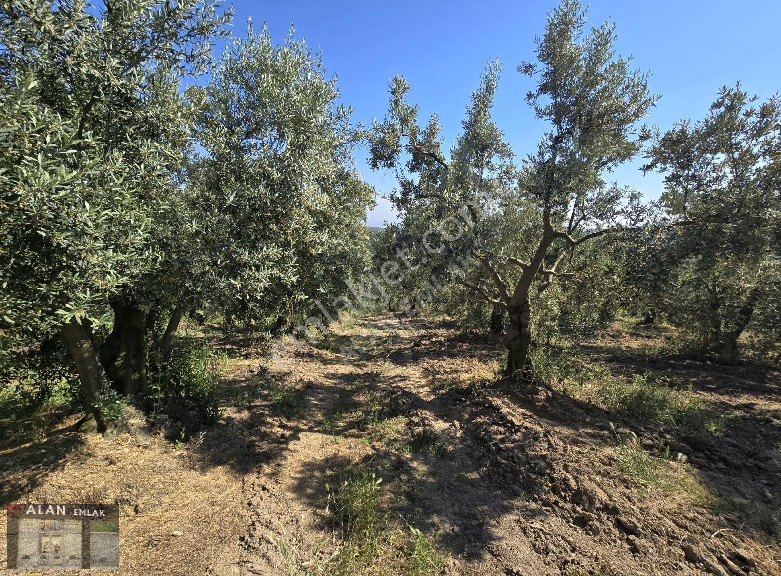 İpekyayla Da Bakımlı Zeytinlik - Görsel 7