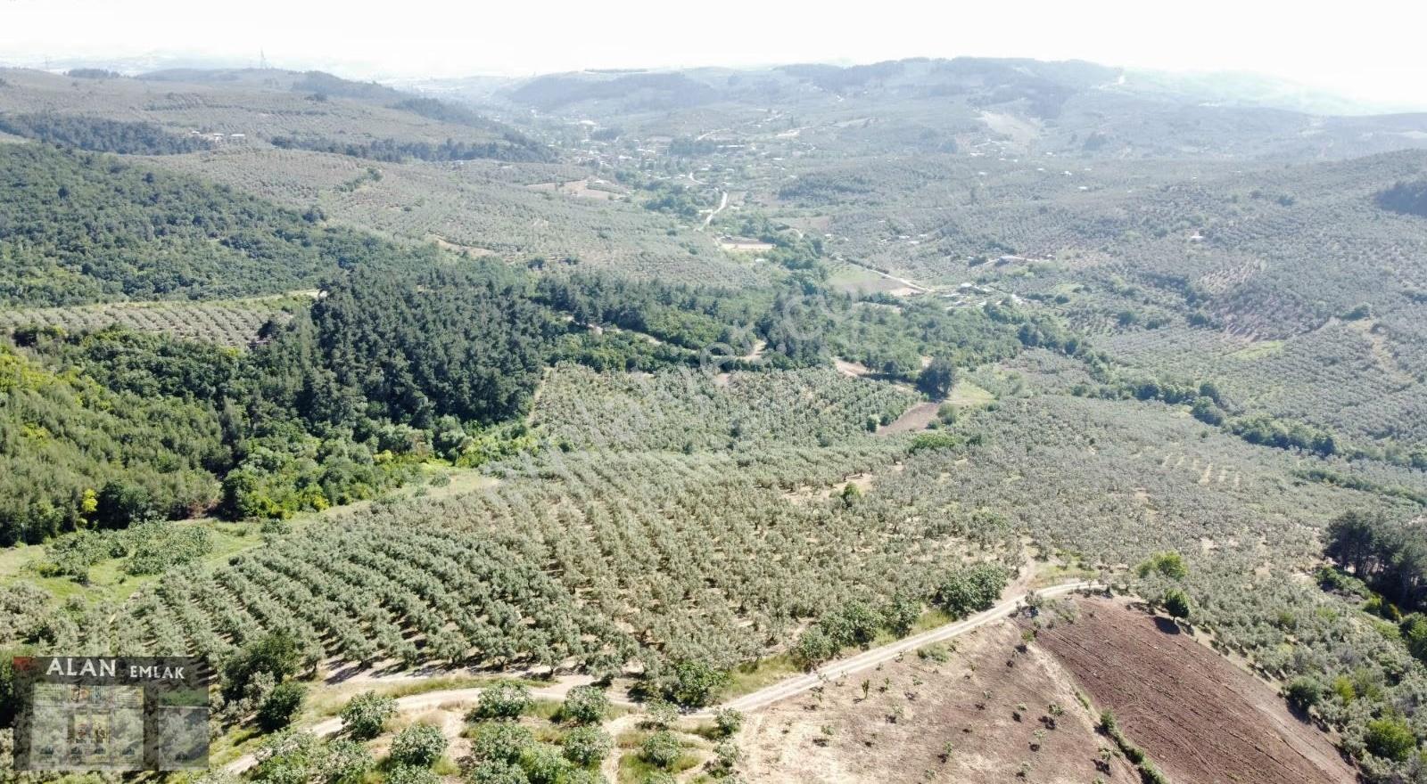 İpekyayla Da Bakımlı Zeytinlik - Görsel 9
