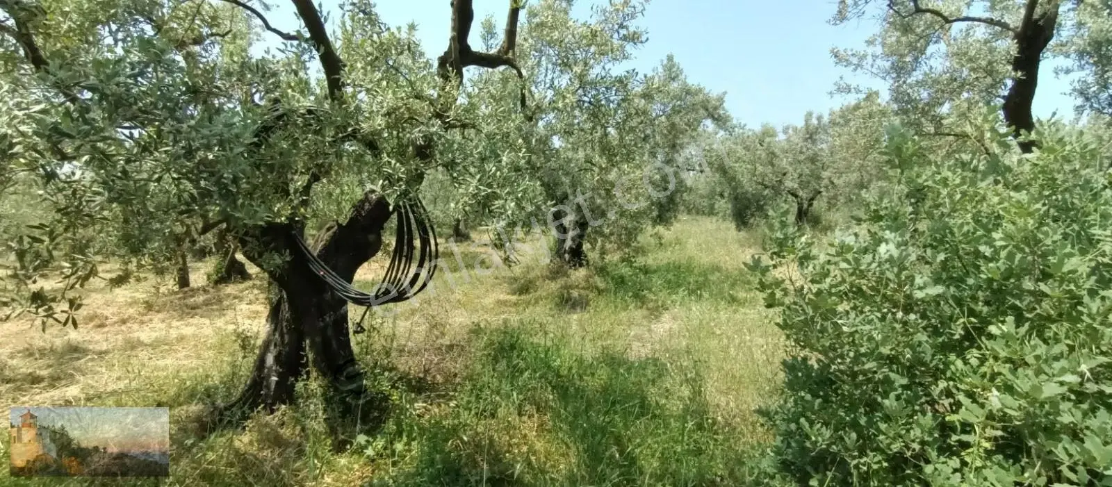 Umurbey De 1894m2 Düz,50 Zeytin Su İmkânlı - Görsel 2